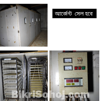 অটোমেটিক  ইনকিউবেটর